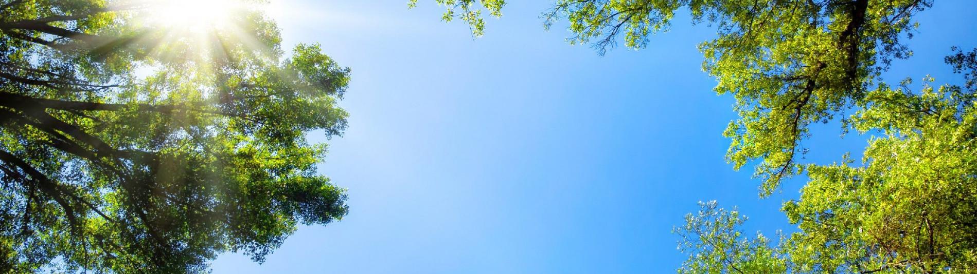 Sonnenschein auf Bäumen und PV Anlage 