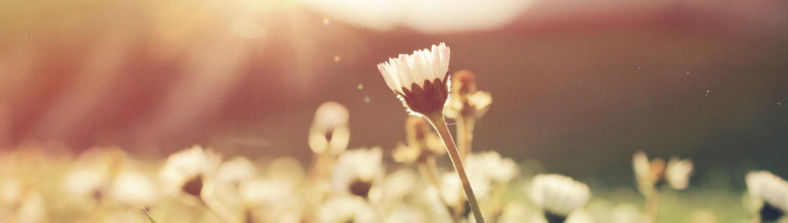 pusteblumen auf einer wiese 