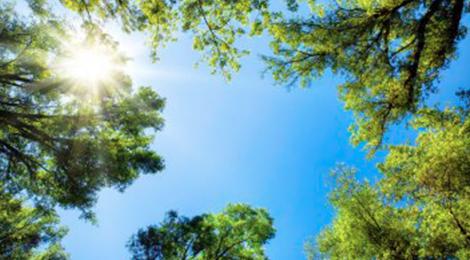 Sonnenschein auf Bäumen und PV Anlage
